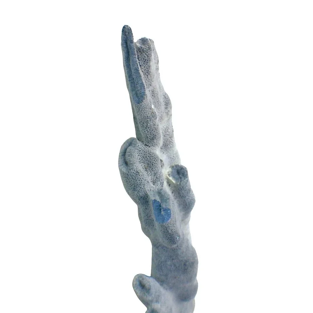 Massive Rare Blue Ridge Coral Specimen Heliopora Coerulea